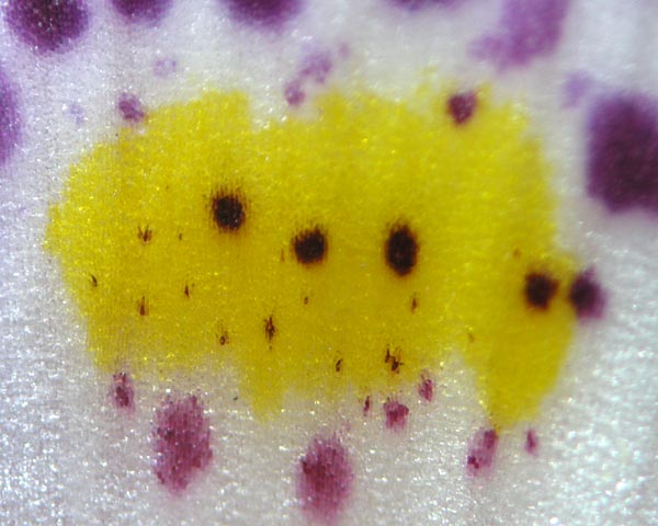 e0035757_23235134.jpg