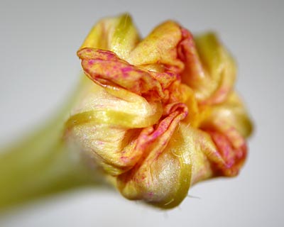 e0035757_23281841.jpg