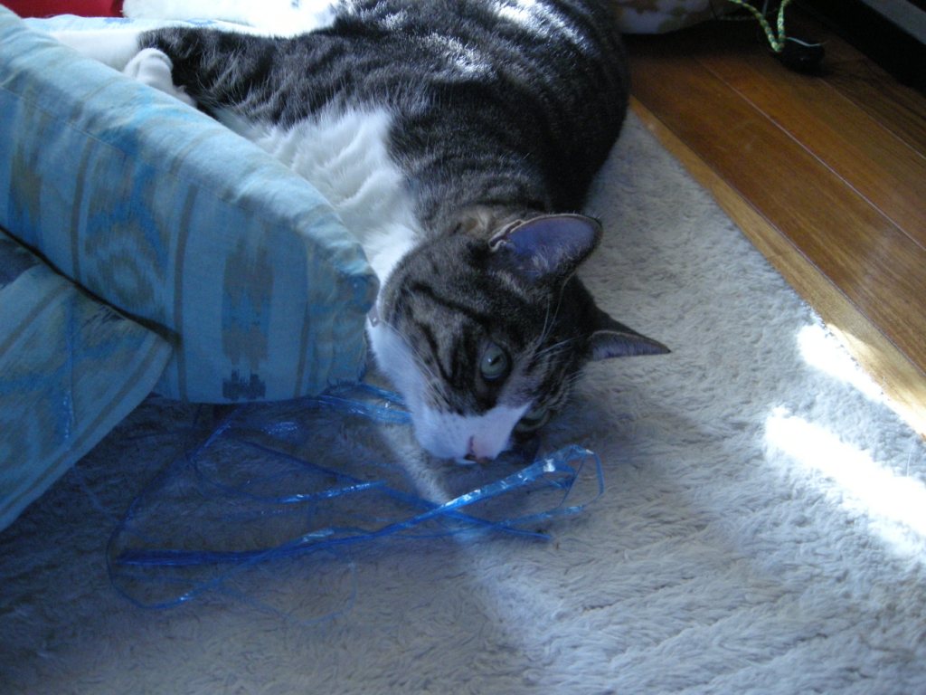 c0080861_1038228.jpg