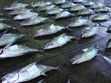 日曜の朝は尾鷲魚市場に行こう（カンパチ編）_f0133861_959506.jpg