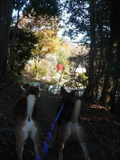 2009年１１月２９日（日）　山の散歩道_a0063364_23201742.jpg