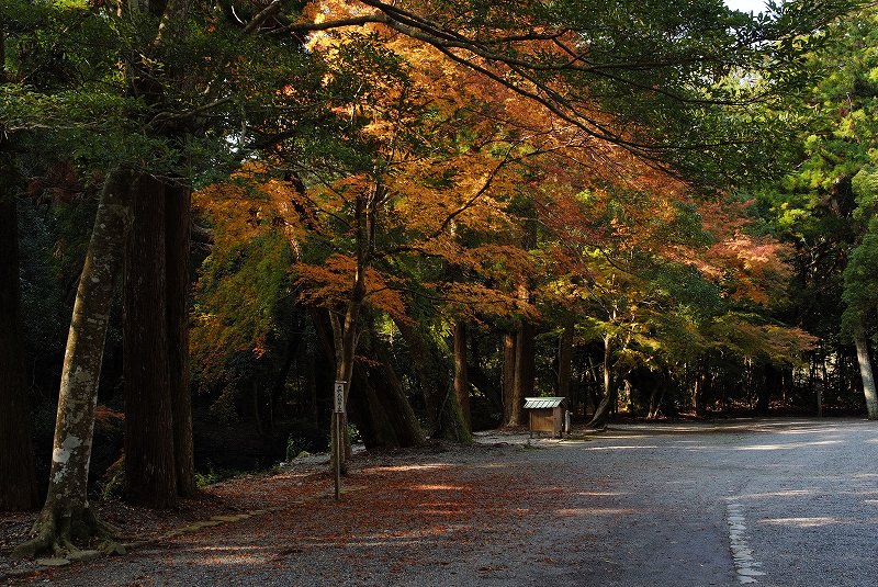 三重県伊勢市　伊勢神宮　外宮の紅葉情報_f0067667_13183938.jpg