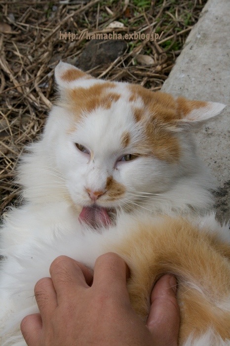 Cats in Shonan #58_c0158775_194433100.jpg