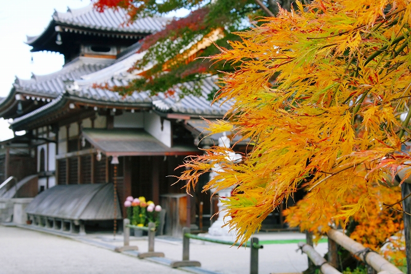 坂本の紅葉8 律院_c0196076_1095391.jpg