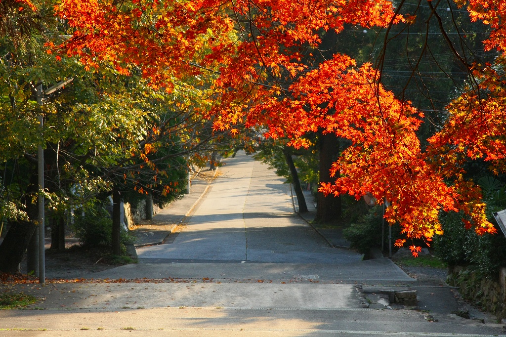 坂本の紅葉４　日吉東照宮_c0196076_5532922.jpg