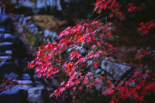 京都④ 2009年11月14日 紅葉　M5_c0216179_18252856.jpg