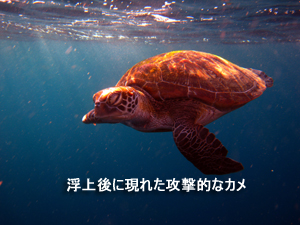 シミランが気に入ってるんです♪_f0144385_132025.jpg