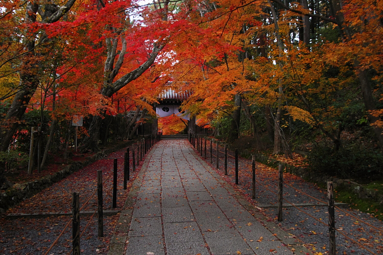 光明寺（粟生光明寺）_e0051888_19293782.jpg