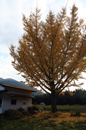 大原の紅葉_c0100195_12573766.gif