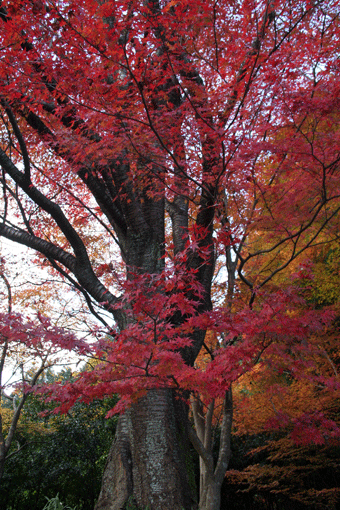 大原の紅葉_c0100195_1312756.gif