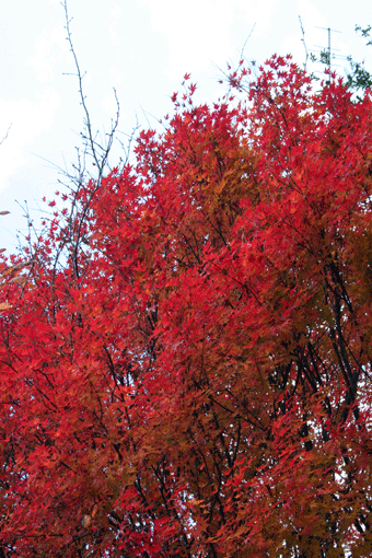 c0100195_131966.gif