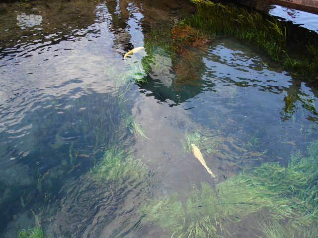 a0116205_2254856.jpg