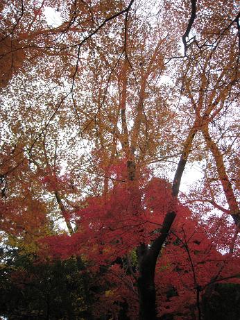 京都府立植物園　2009　秋_f0142308_1059837.jpg