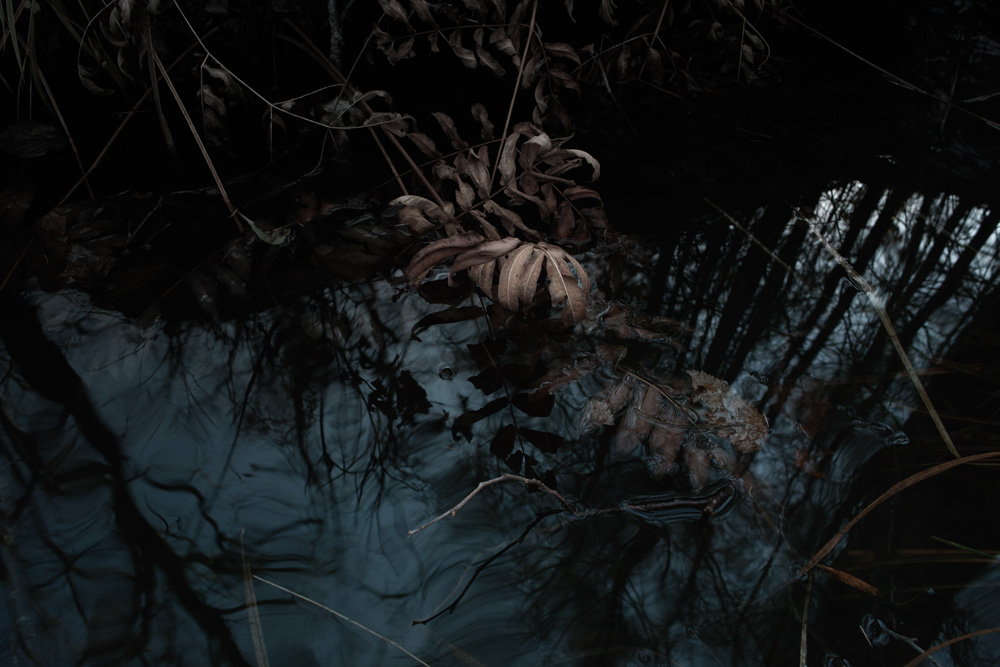 暗い森の中から のんたんのデジタルな風景