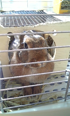 キューブハウスを食べる女の子_c0225410_20465714.jpg