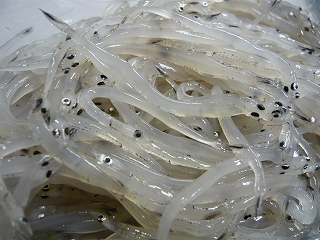 透き通る白魚の刺身 あうん物語 透き通る白魚の刺身 あうん物語