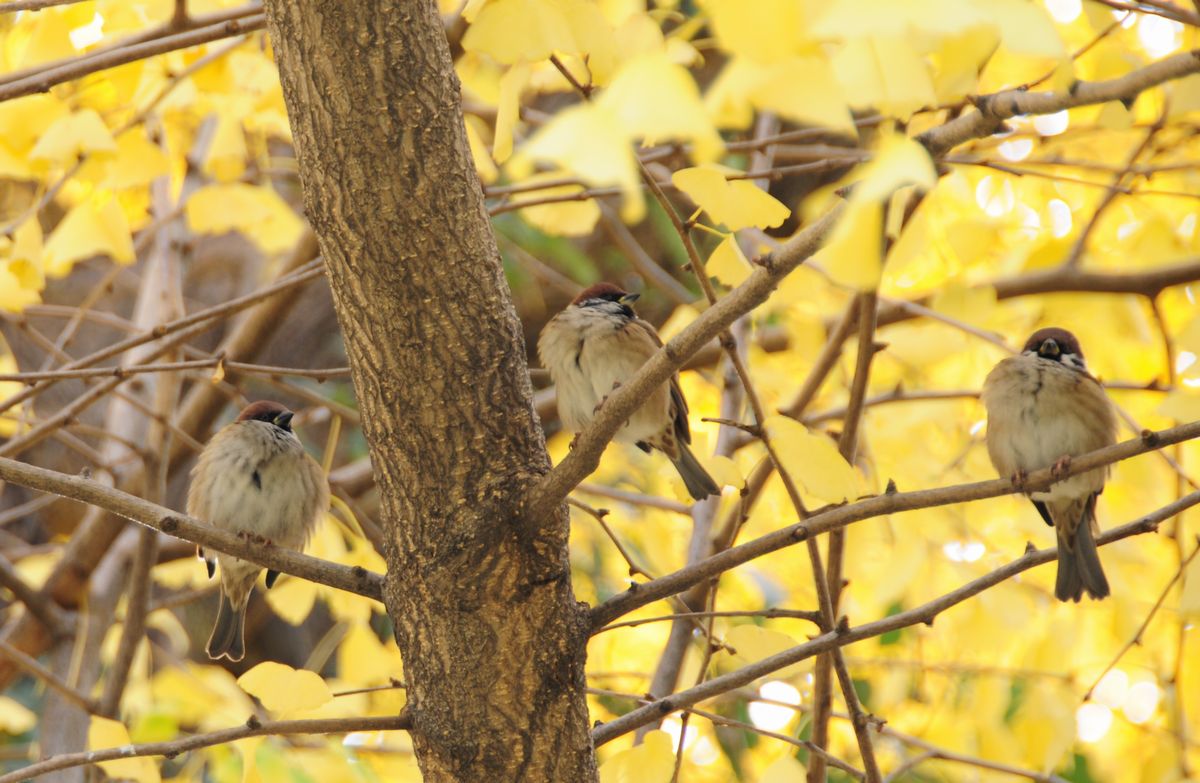 日比谷公園の紅葉 ～動物編～_f0133213_1952730.jpg