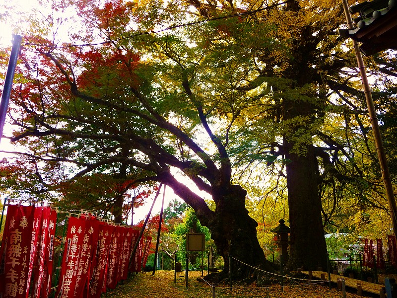 修善寺、益山寺の大もみじ_f0182513_2230165.jpg