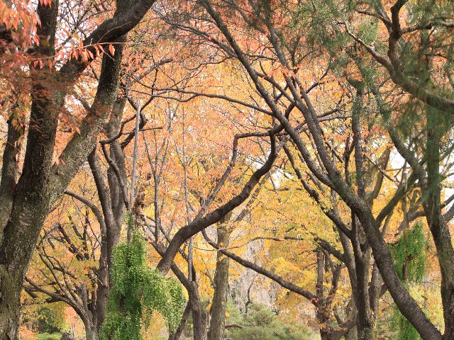 京都の紅葉　2　（11月22日）_d0069623_22502072.jpg