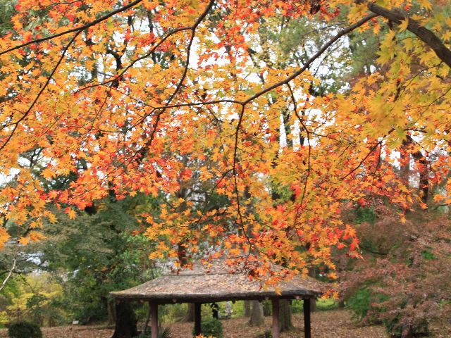 京都の紅葉　2　（11月22日）_d0069623_2252463.jpg