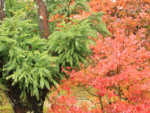 京都の紅葉　３　（11月23日）_d0069623_23313423.jpg