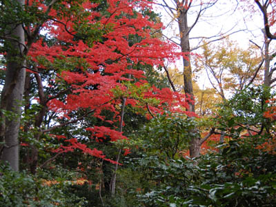 根津美術館の紅葉。_a0026127_2139533.jpg