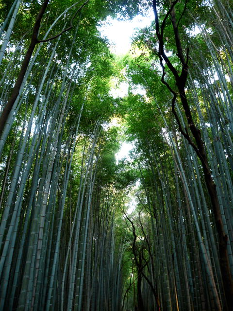 京都 嵐山_e0067435_2038833.jpg