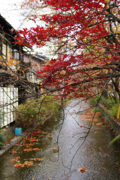 京都をご案内~_f0152550_2203568.jpg