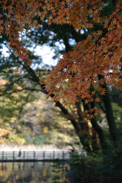 紅葉風景_c0175352_0271567.jpg