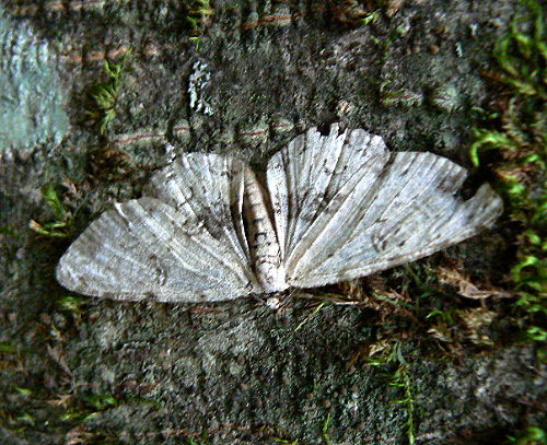 d0091754_11892.jpg