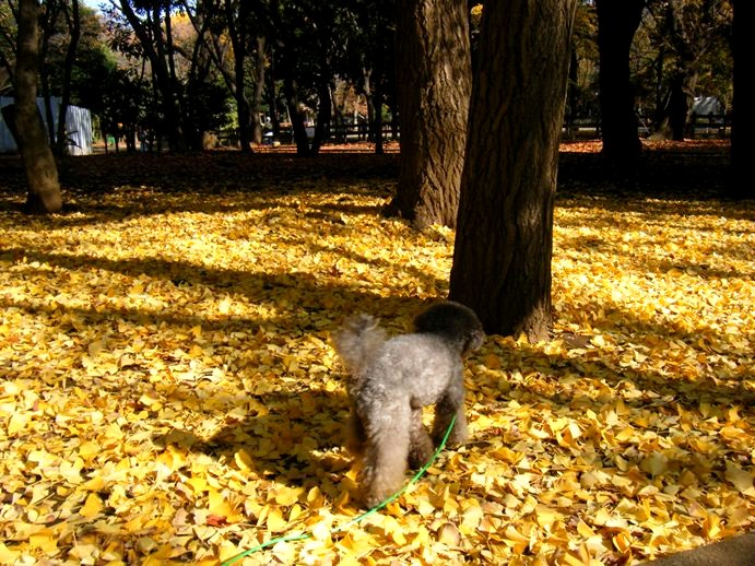 世田谷公園_e0129656_2211459.jpg