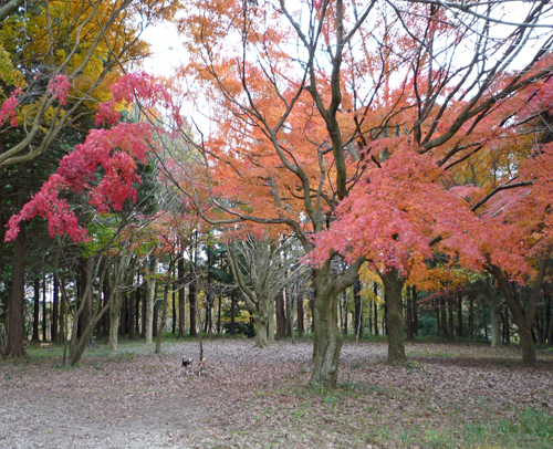 近所の紅葉も素晴らしい！_b0045357_9244126.jpg