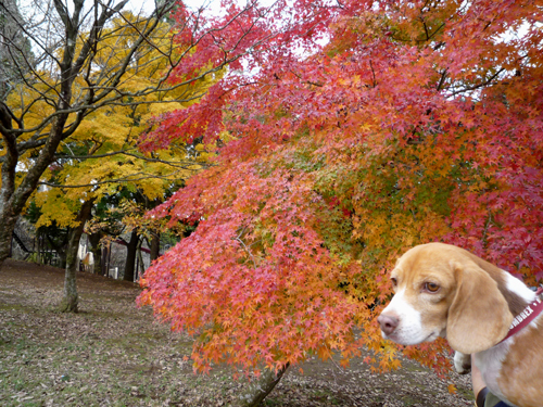 近所の紅葉も素晴らしい！_b0045357_9273335.jpg