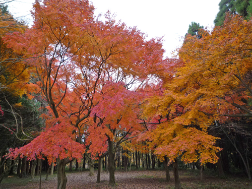 近所の紅葉も素晴らしい！_b0045357_9315962.jpg