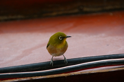 a0117858_1655033.jpg