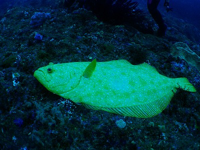 a0117858_16591640.jpg