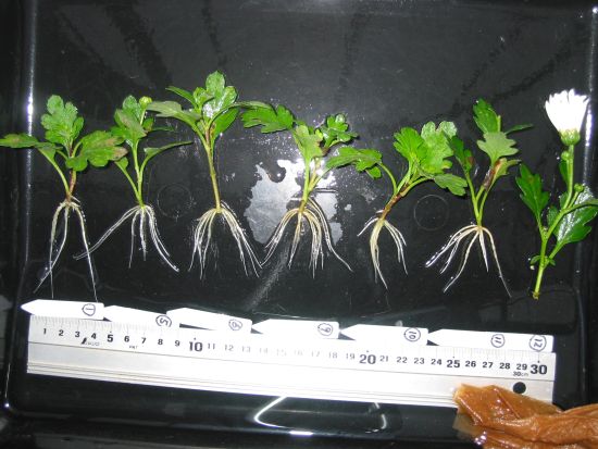 植物の毛細根を増やす_b0164360_18472194.jpg