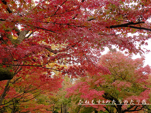 京都の紅葉。_e0139465_1533183.jpg