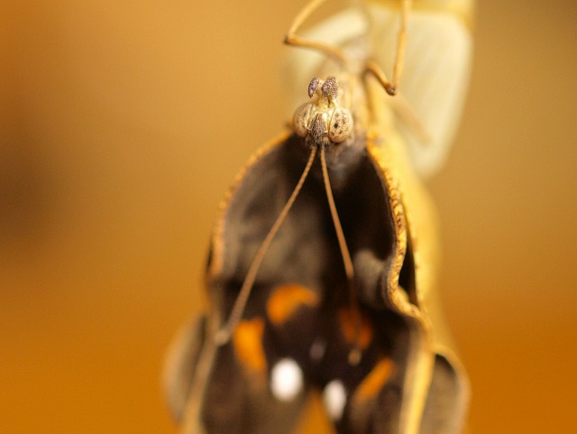 b0135573_8352750.jpg
