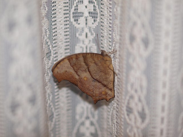 b0135573_839221.jpg