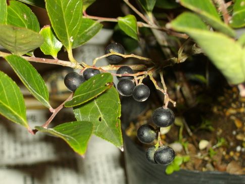 シャシャンボの挿し木用土とブルーベリーとの接ぎ木親和性 ブルーベリーの育て方 栽培 ブルーベリー ノート Blueberrynote