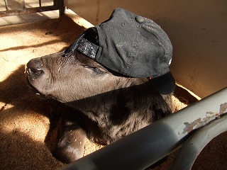c0126281_1724121.jpg