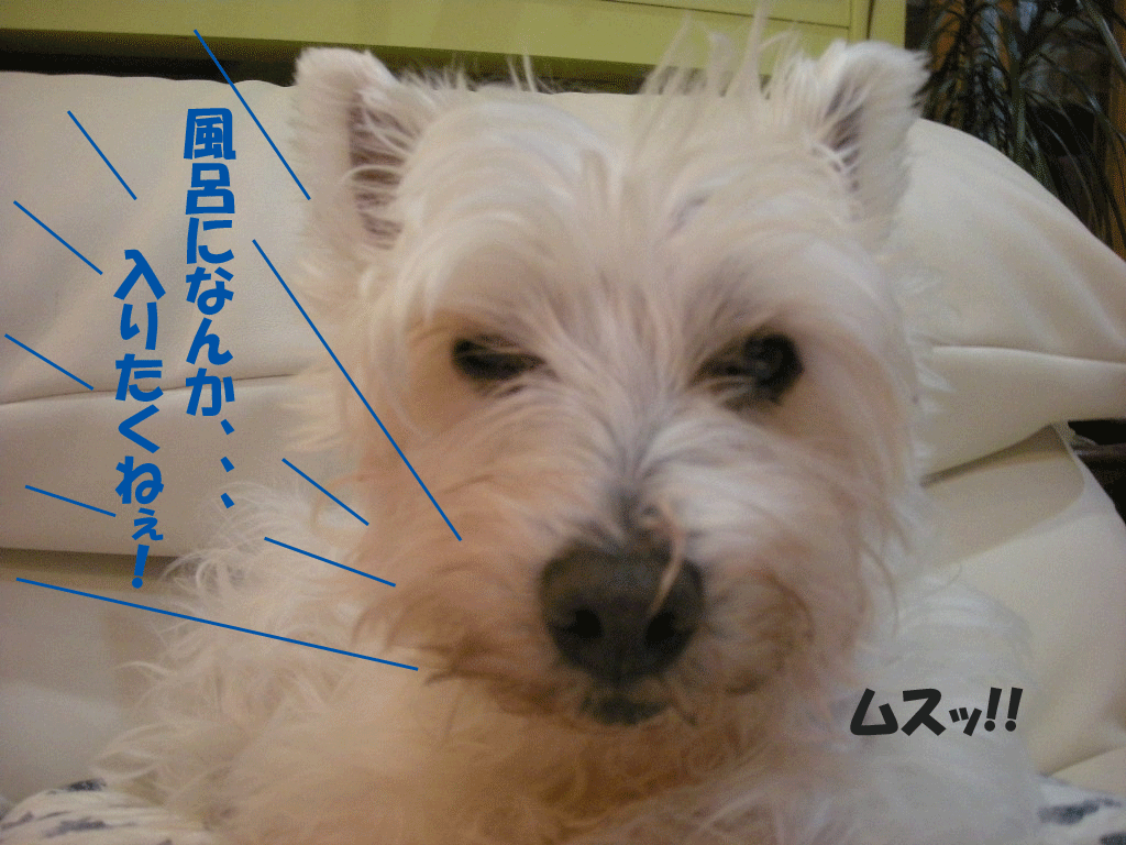 e0066883_21503288.gif