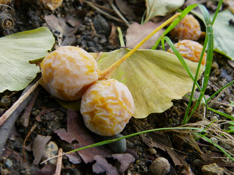 イチョウ（大濠公園 2009/11/15撮影）_f0204094_8561369.jpg