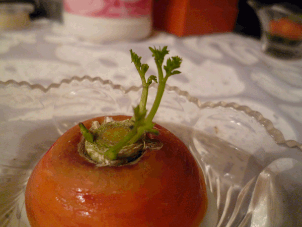 c0085098_1401486.gif