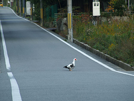 a0041508_17231391.jpg