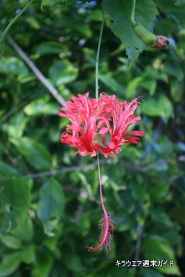 ハイビスカス 仏桑花 キラウエア週末ガイド