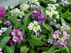 c0190010_15432627.jpg