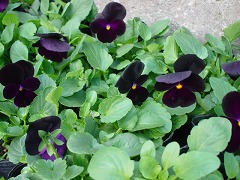 c0190010_15441111.jpg