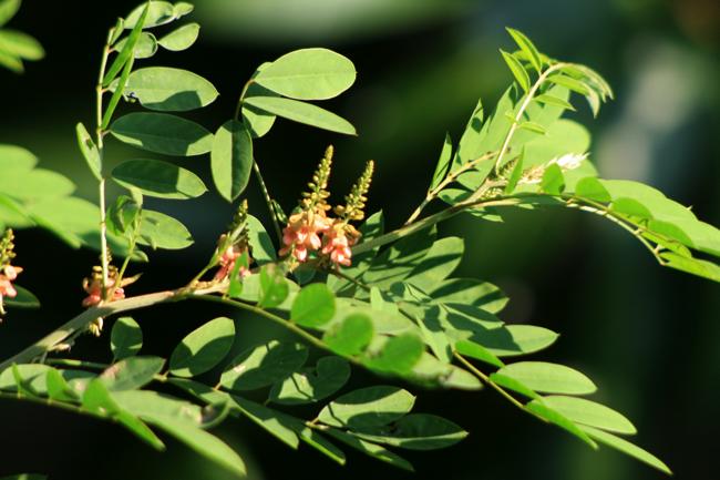  Indigofera suffruticosa_f0204312_1622246.jpg